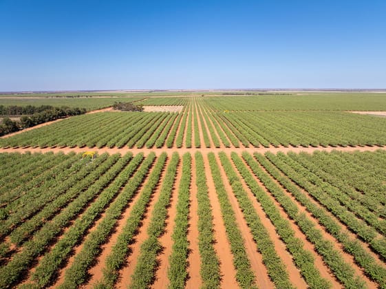 995 Millewa Road Koorlong VIC 3501 - Image 1