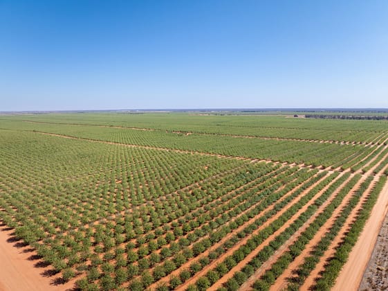 995 Millewa Road Koorlong VIC 3501 - Image 2