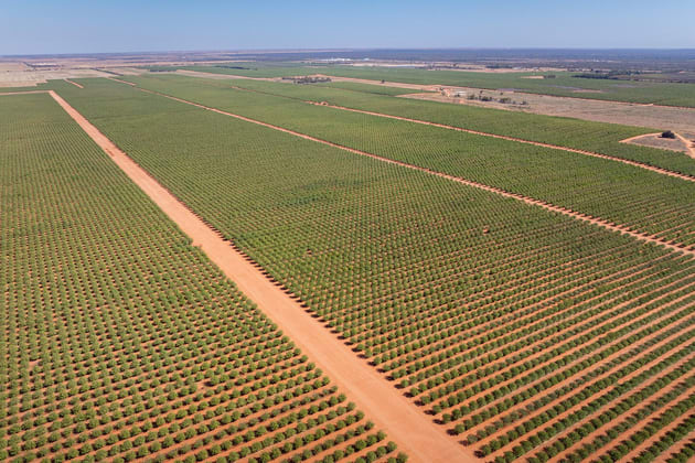 995 Millewa Road Koorlong VIC 3501 - Image 3
