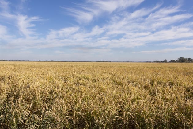 Farm 360 Cain Road & Farm 362A Bilbul NSW 2680 - Image 3