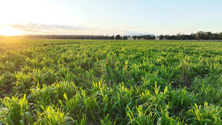 214 Drillham South Road Drillham QLD 4424 - Image 1
