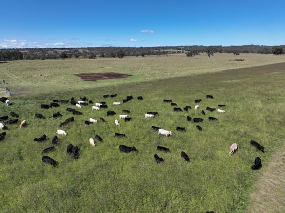 555 Palgrave Road Dalveen QLD 4374 - Image 4