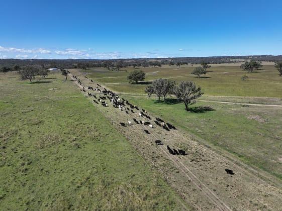 555 Palgrave Road Dalveen QLD 4374 - Image 5