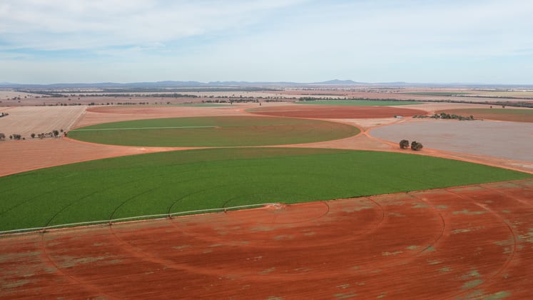 2451 Lachlan River Road Hillston NSW 2675 - Image 5