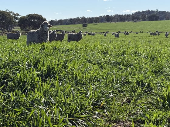 Kurrajong Valley, 23 Wild Lane Parkes NSW 2870 - Image 2