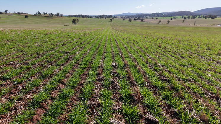 Kurrajong Valley, 23 Wild Lane Parkes NSW 2870 - Image 3