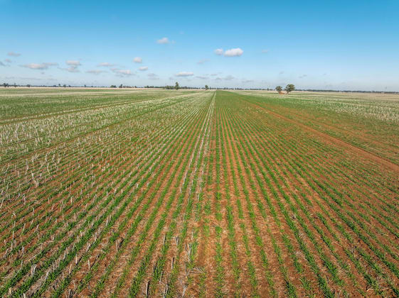 631 Barragunda Road Urana NSW 2645 - Image 5