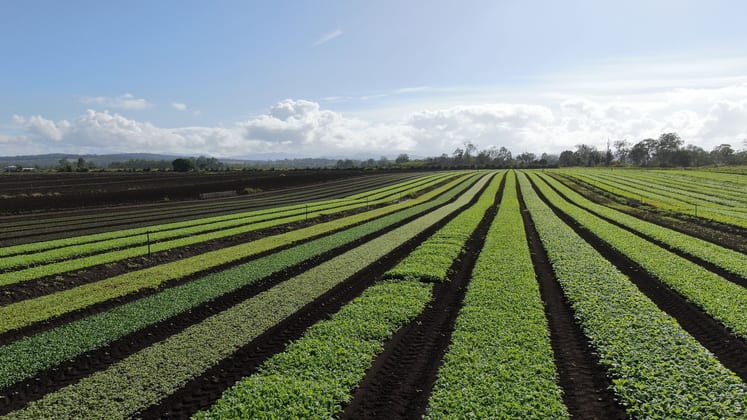 696 Mahons Road Coominya QLD 4311 - Image 2