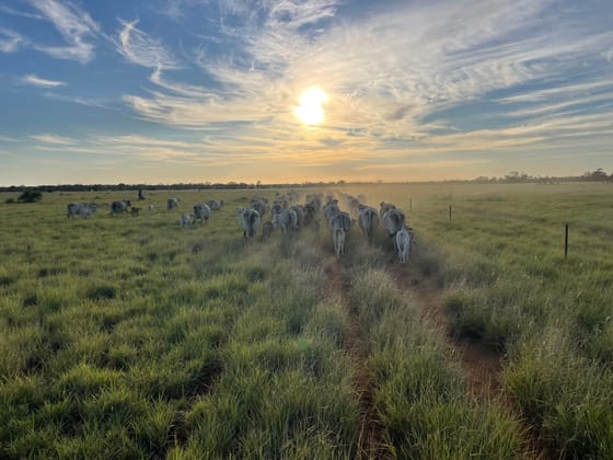 44 Begonia Road Ballaroo QLD 4455 - Image 2