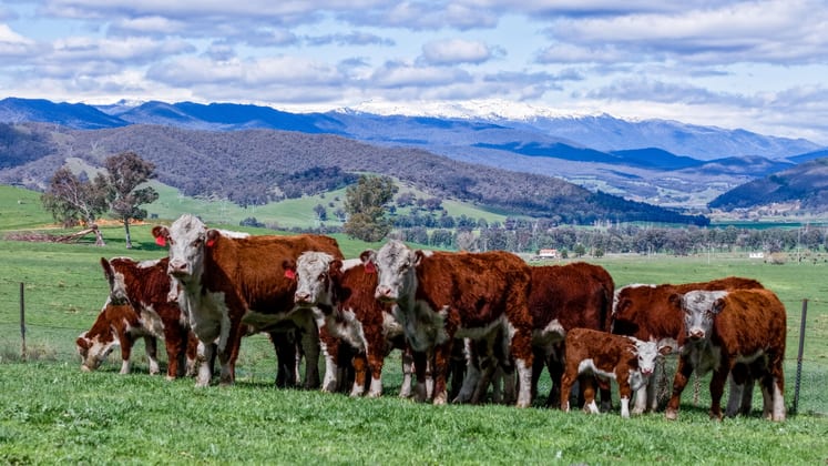 175 Oak Hill Road Bringenbrong NSW 3707 - Image 3