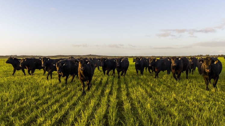 Telopea Downs VIC 3420 - Image 2