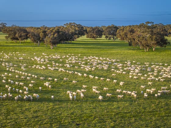 325 Maranoa Downs Road Stewart Range SA 5271 - Image 5