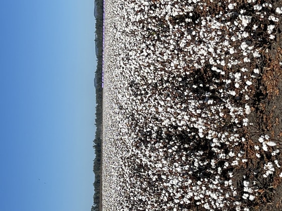 12605 Eidsvold Theodore Road Camboon QLD 4719 - Image 4