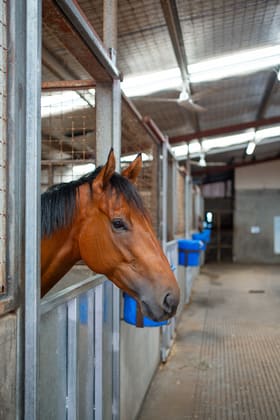 Click to view all images 19 Ken Russell Court Bundall QLD 4217 - Image 3