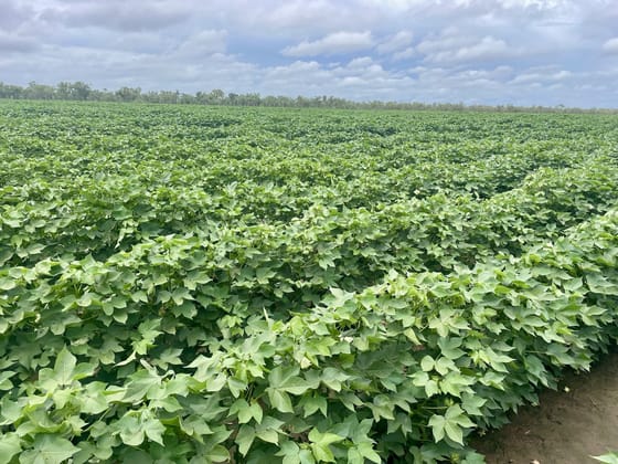 Claravale NT 0822 - Image 2