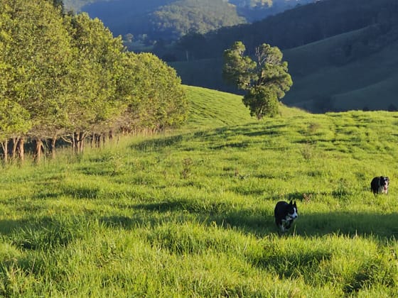 1989 Waukivory Road, Waukivory via Gloucester NSW 2422 - Image 2