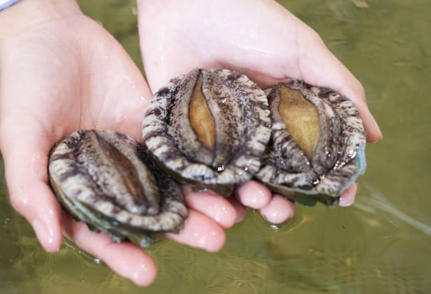 Click to view all images Boomer Bay Lot 1 Boomer Jetty Road Boomer Bay TAS 7177 - Image 5