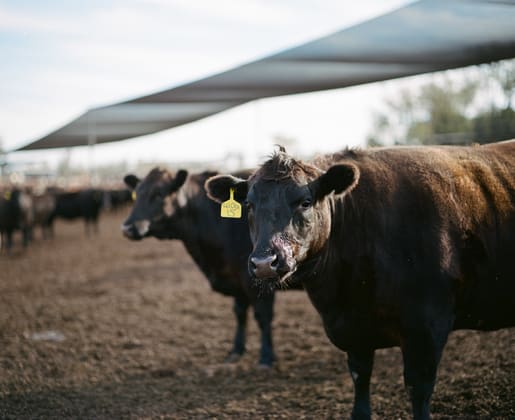 Click to view all images Proston QLD 4613 - Image 5