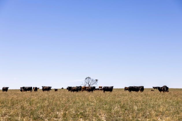 Click to view all images 1156 Parrakie North Road Lameroo SA 5302 - Image 5