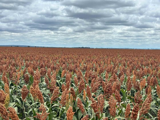 Jandowae QLD 4410 - Image 4