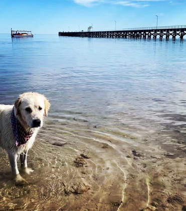 Click to view all images Lot 615 Loveshack Route Streaky Bay SA 5680 - Image 5