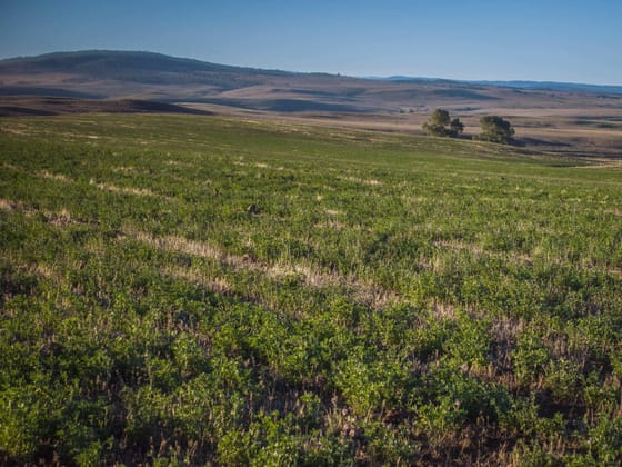 3788 The Snowy River Way Springfield NSW 2630 - Image 5