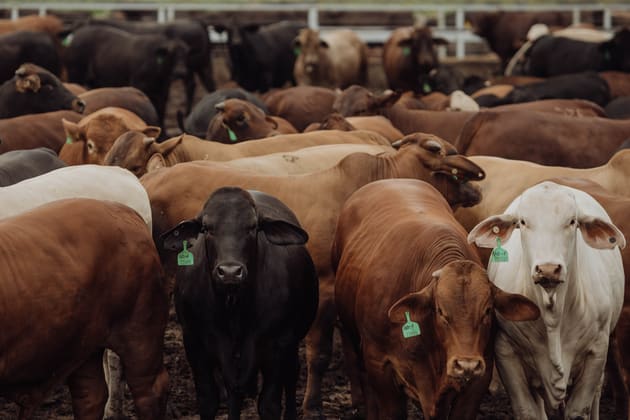 Springsure QLD 4722 - Image 4