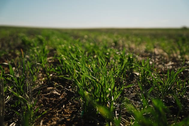 Stirlings, Pompies & Town Loxton SA 5333 - Image 4