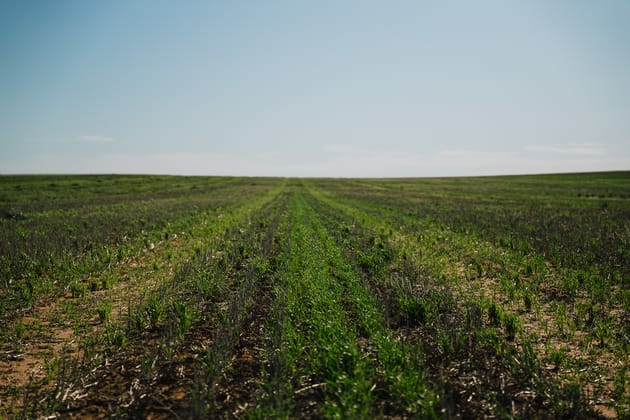 Stirlings, Pompies & Town Loxton SA 5333 - Image 5