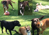 Animal Related Business in NSW