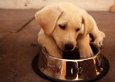 Animal Related Business in Templestowe