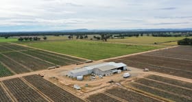 Rural / Farming commercial property for sale at Hayfield & Tiagarra Ellis Lane Forbes NSW 2871