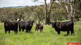 Rural / Farming commercial property for sale at 913 BEN LOMOND ROAD Ben Lomond NSW 2365