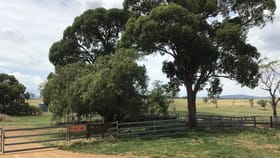 Rural / Farming commercial property for sale at ‘Terutani’ 1097 Daveys Plains Road Cudal NSW 2864