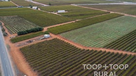 Rural / Farming commercial property for sale at 17733 Sturt Highway Barmera SA 5345