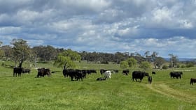 Rural / Farming commercial property for sale at 1170 Euradux Road Braidwood NSW 2622