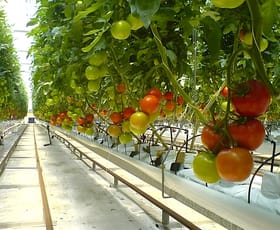 Rural / Farming commercial property for lease at 1 Mansfield Road Galston NSW 2159