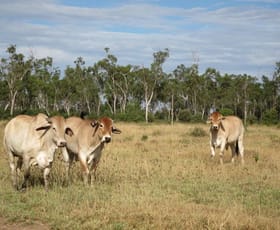 Rural / Farming commercial property sold at 'Seloh Nolem' Valkyrie QLD 4742