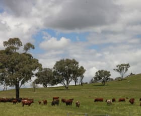 Rural / Farming commercial property sold at For Sale: Avondale Dunedoo NSW 2844