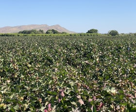 Rural / Farming commercial property for sale at 264 Weero Road Kununurra WA 6743