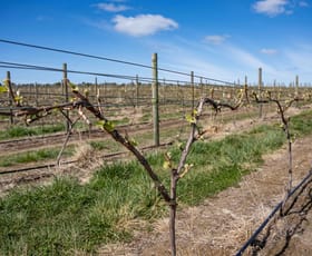 Rural / Farming commercial property sold at Swansea TAS 7190