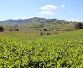 Rural / Farming commercial property for sale at 8589 Murray Valley Highway Tallangatta East VIC 3700