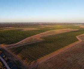 Rural / Farming commercial property for sale at 971 Wilga Road Red Cliffs VIC 3496