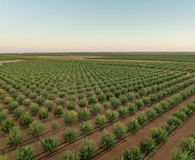 Rural / Farming commercial property for sale at 971 Wilga Road Red Cliffs VIC 3496