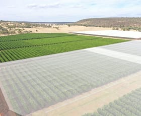 Rural / Farming commercial property for sale at 484 Round Hill Road Murrami NSW 2705