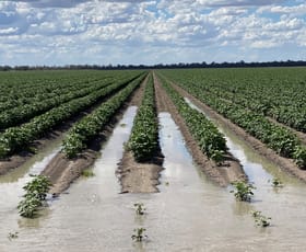 Rural / Farming commercial property sold at 1274 Goodar Road Goodar QLD 4390