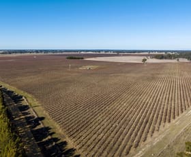 Rural / Farming commercial property sold at Limestone Quarry Vineyard 718 Rochow Wrays Road Koppamurra SA 5271