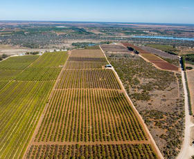 Rural / Farming commercial property for sale at 3340 Low Darling Road Wentworth NSW 2648