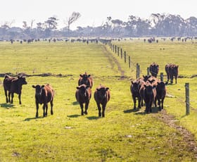 Rural / Farming commercial property for sale at Memana TAS 7255