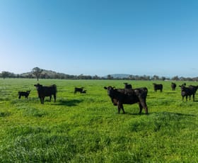 Rural / Farming commercial property sold at - Kanimbla Road Holbrook NSW 2644